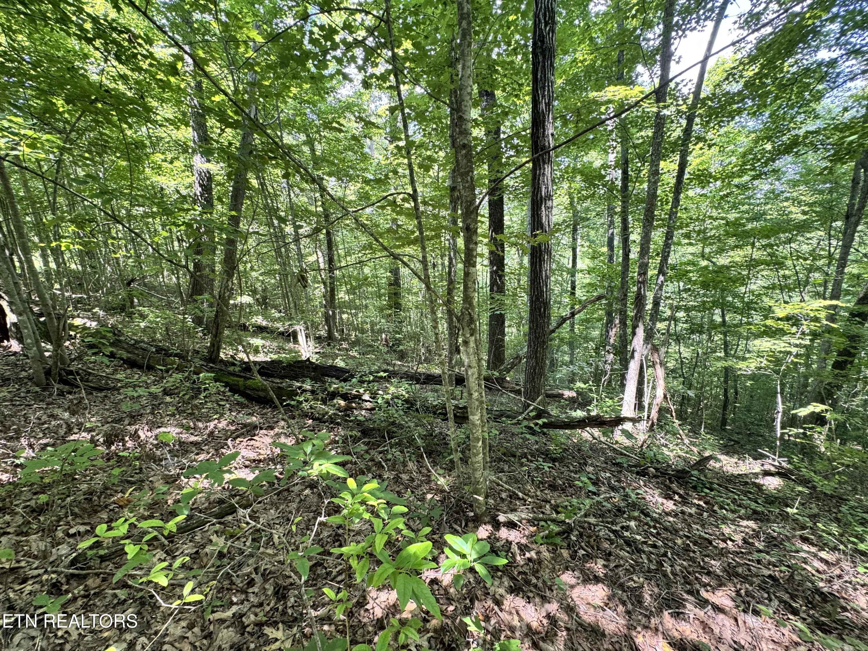 Key Ridge Lane Crawford, TN 38554 - Photo 6 of 16 IMG_3905