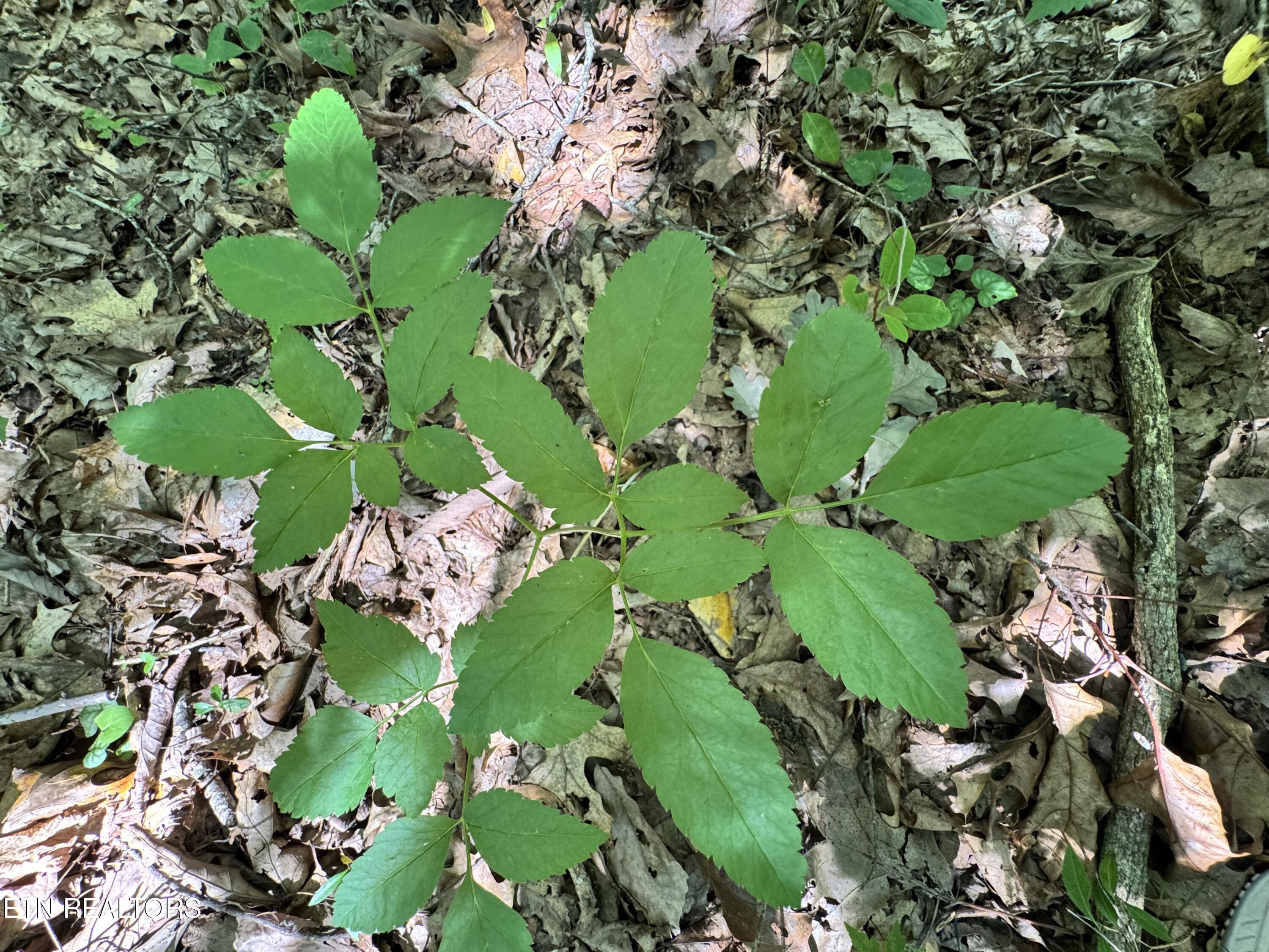 Key Ridge Lane Crawford, TN 38554 - Photo 7 of 16 IMG_3906