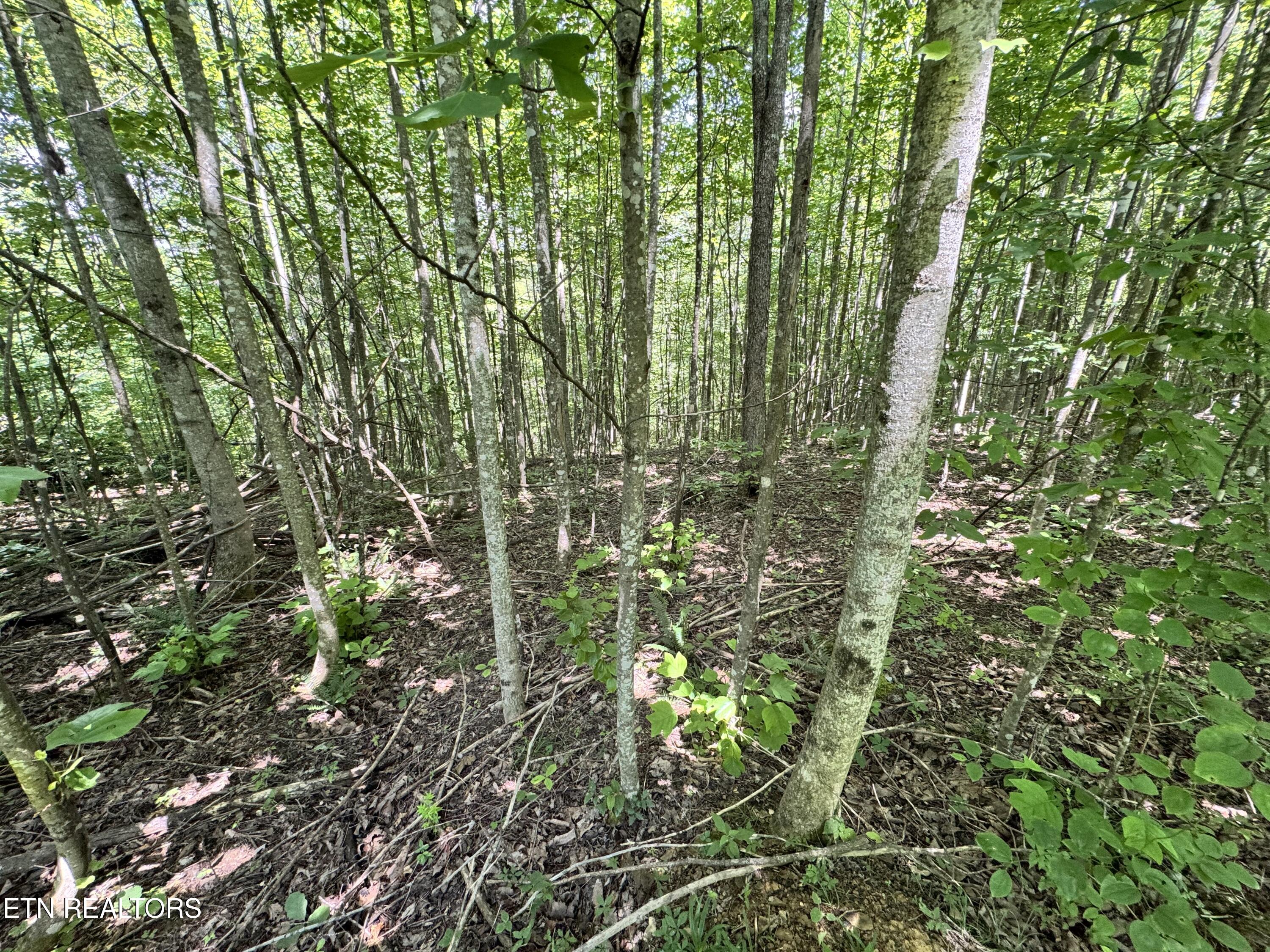 Key Ridge Lane Crawford, TN 38554 - Photo 8 of 16 IMG_3907