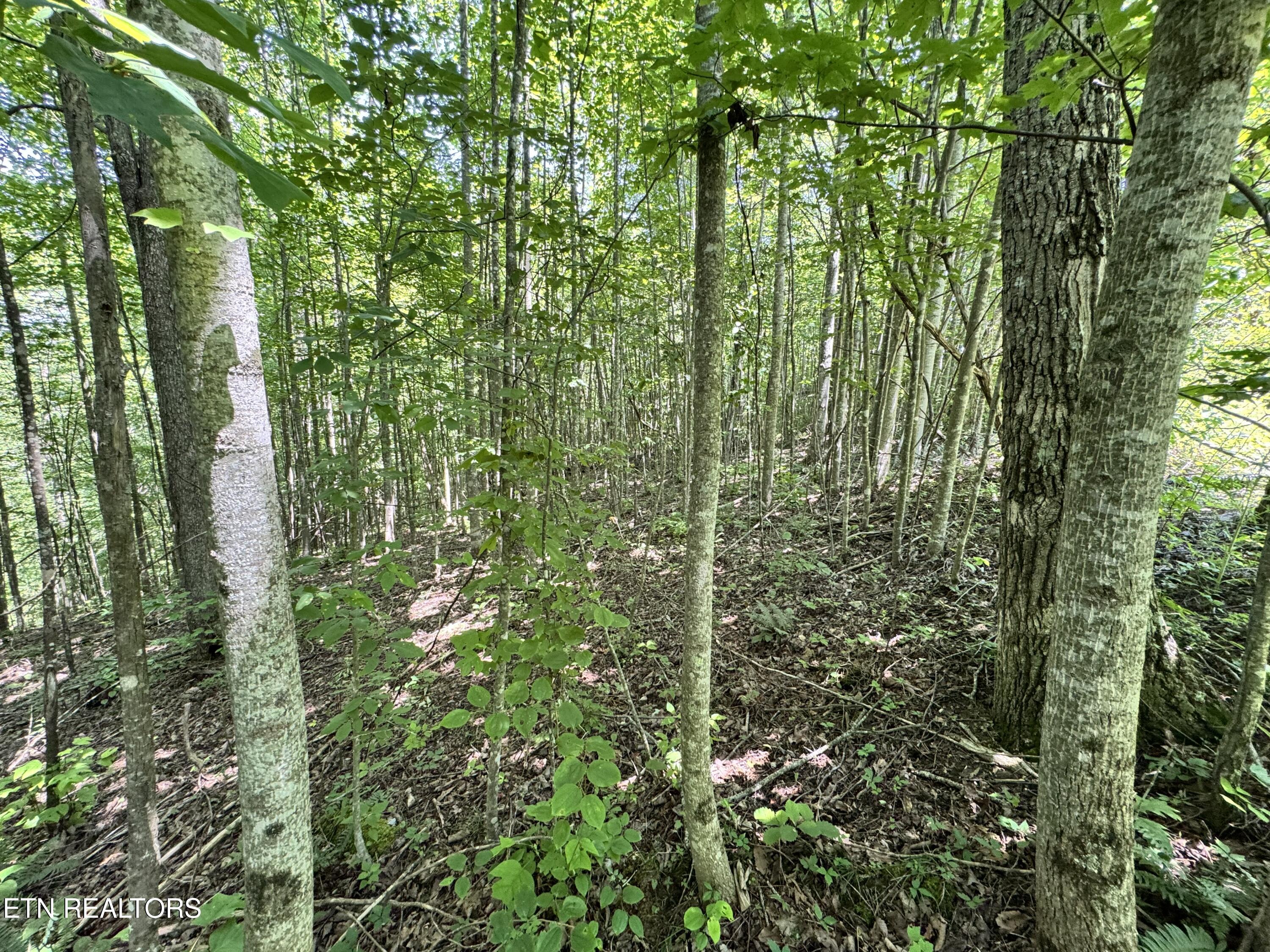 Key Ridge Lane Crawford, TN 38554 - Photo 9 of 16 IMG_3908