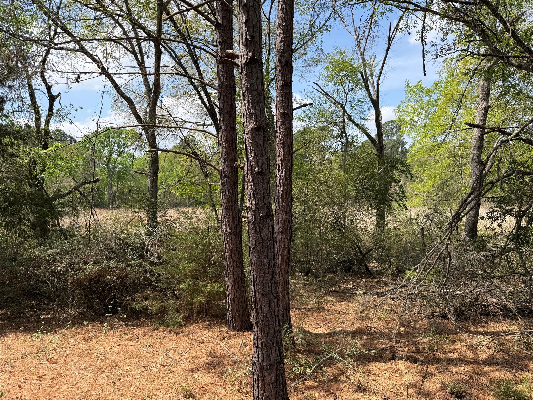 118 Edmonson Ranch Road McDade, TX 78650 - Photo 6 of 16 View of local wilderness