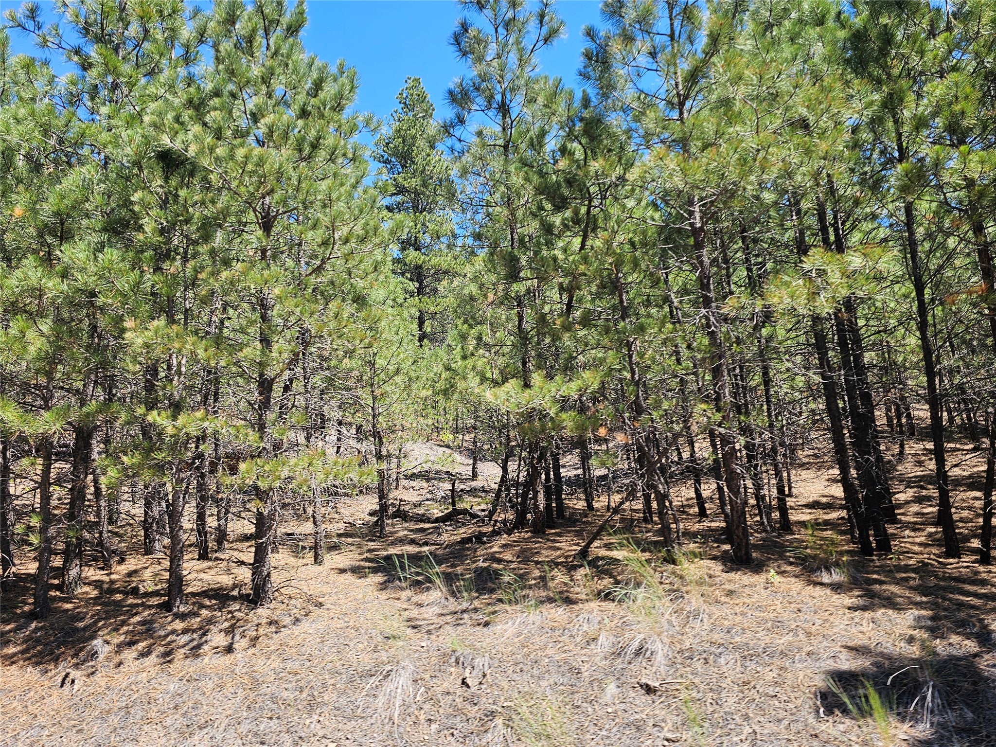 Nhn Upper Sawmill Creek Road Cascade, MT 59421 - Photo 7 of 28 Gallery Image 7