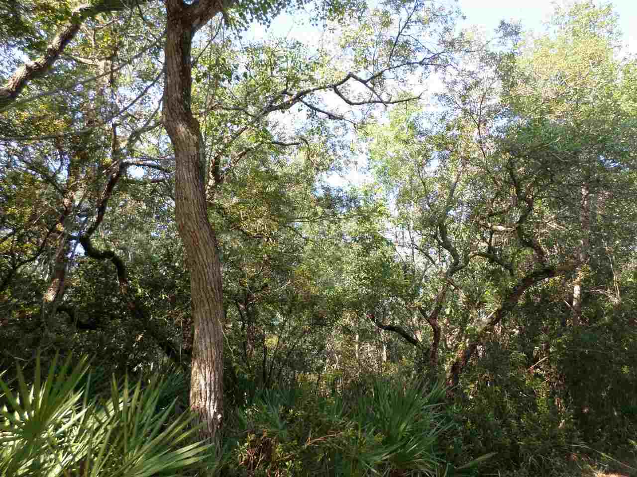 5-acres Dennis Howell Road, Unit 1 Perry, FL 32348 - Photo 5 of 14 Gallery Image 5