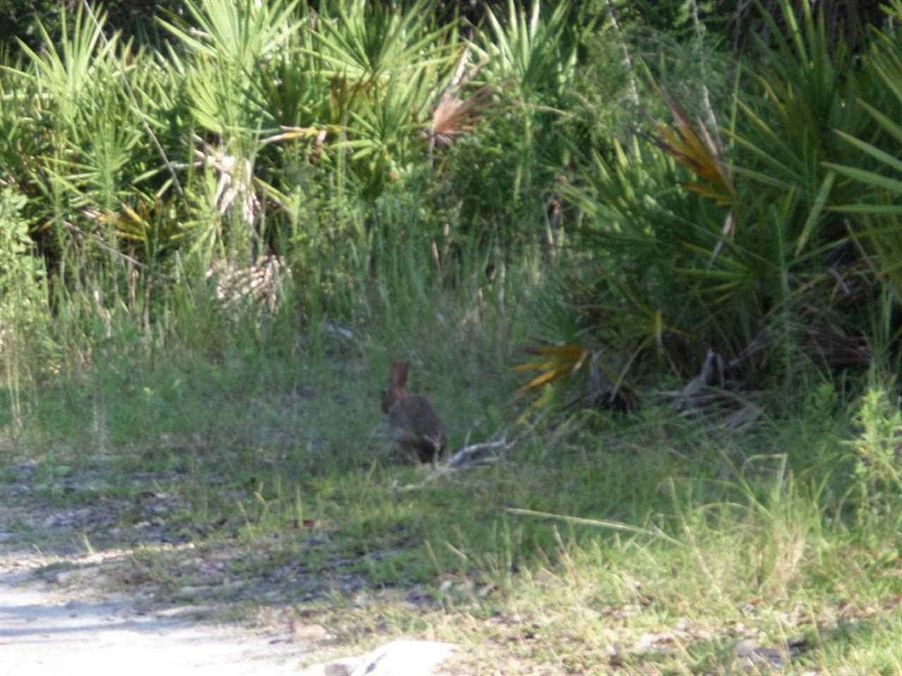 5-acres Dennis Howell Road, Unit 1 Perry, FL 32348 - Photo 7 of 14 Gallery Image 7