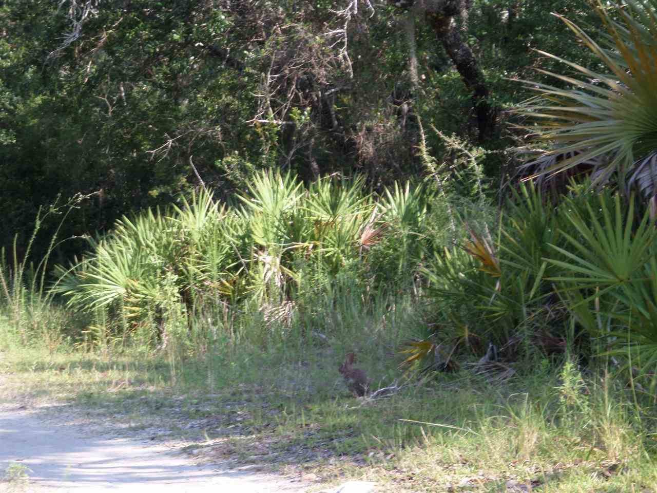 5-acres Dennis Howell Road, Unit 1 Perry, FL 32348 - Photo 8 of 14 Gallery Image 8