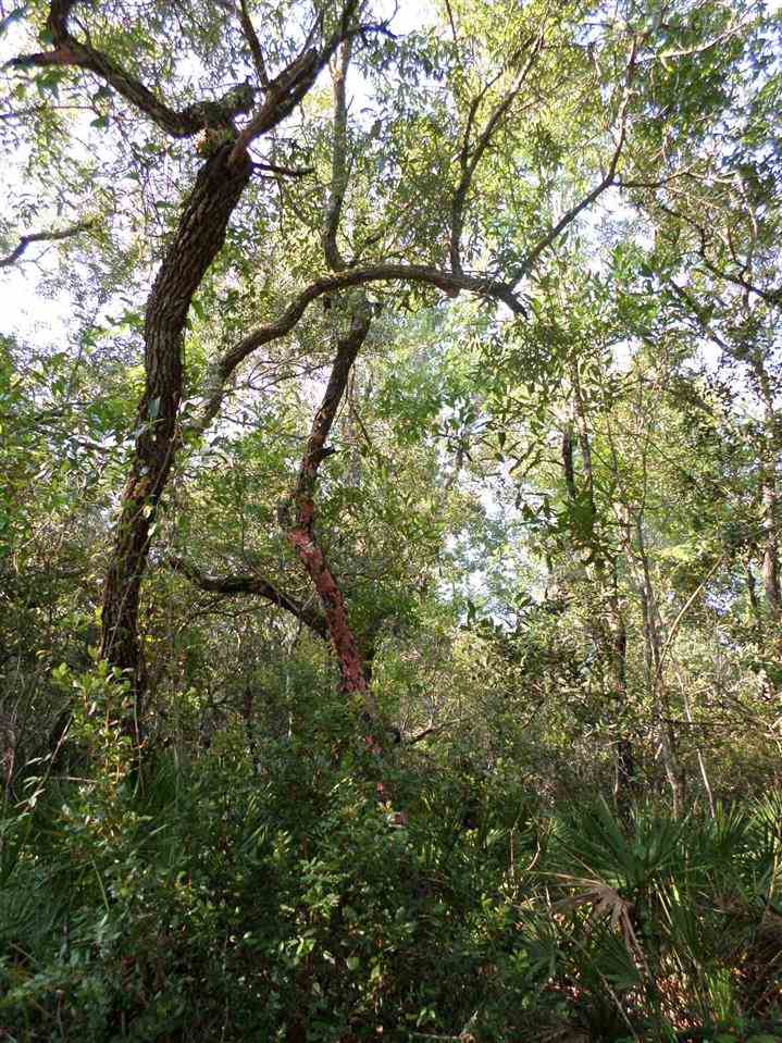 5-acres Dennis Howell Road, Unit 1 Perry, FL 32348 - Photo 9 of 14 Gallery Image 9