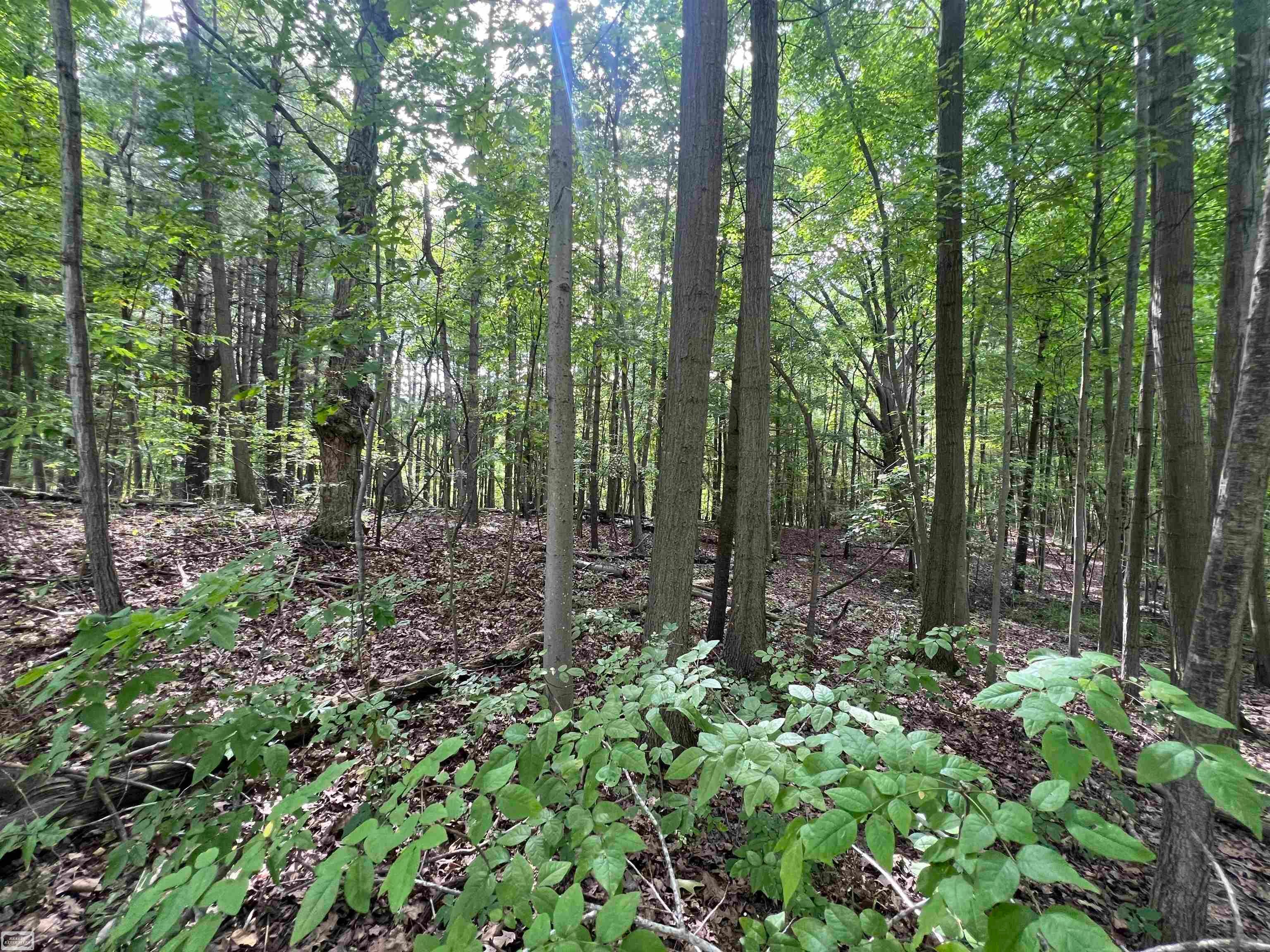 0 Burton Road Capac, MI 48014 - Photo 7 of 9 Gallery Image 7