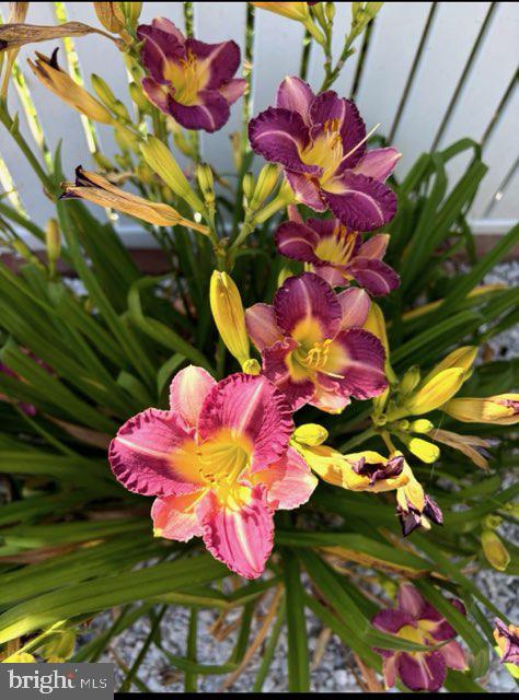 1821 Weyburn Road Baltimore, MD 21237 - Photo 35 of 45 a view of a flower