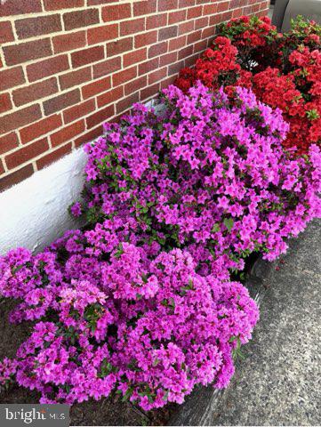 1821 Weyburn Road Baltimore, MD 21237 - Photo 36 of 45 a view of a flower arrangement in backyard
