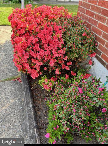 1821 Weyburn Road Baltimore, MD 21237 - Photo 37 of 45 a flower garden in a pink flowers