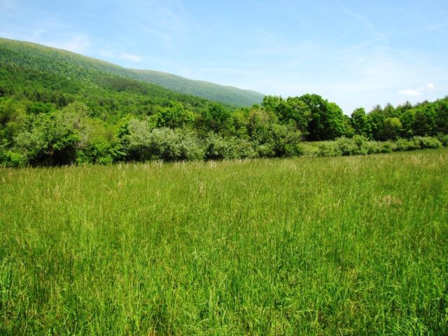 329 Trout Run Road Waiteville, WV 24984 - Photo 10 of 91 Gallery Image 10
