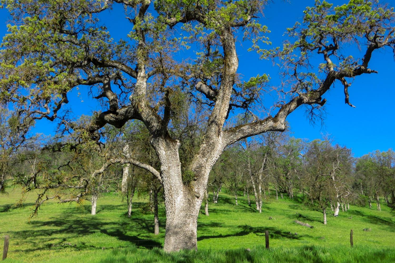 35294 Ruth Hill Road Clovis, CA 93619 - Photo 13 of 18