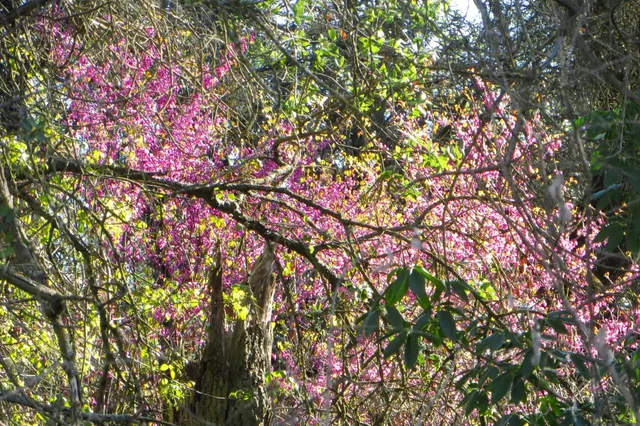 $2,500,000 | 35294 Ruth Hill Road, Clovis, CA 93619