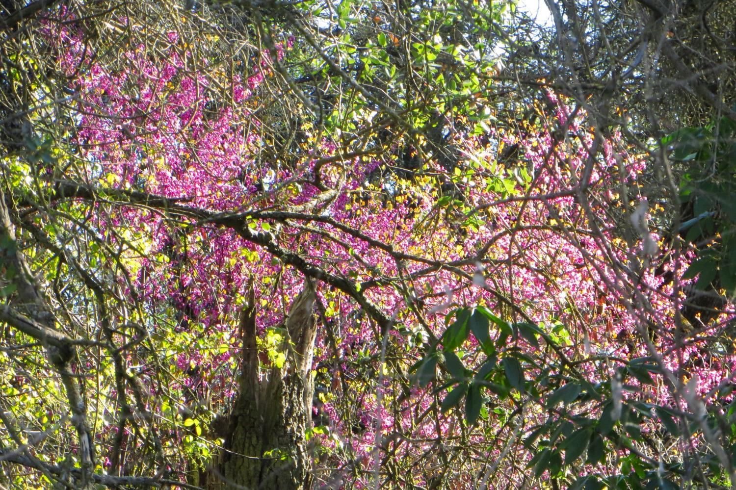 35294 Ruth Hill Road Clovis, CA 93619 - Photo 17 of 18