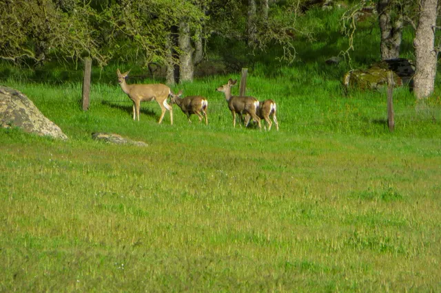 $2,500,000 | 35294 Ruth Hill Road, Clovis, CA 93619