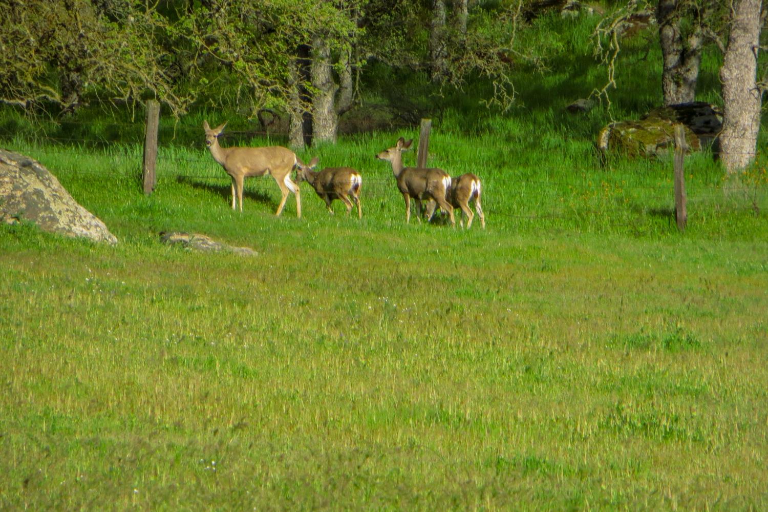 35294 Ruth Hill Road Clovis, CA 93619 - Photo 10 of 18
