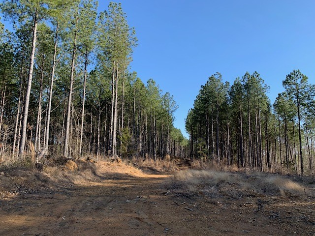 B South Hurricane Creek Road Linden, TN 37096 - Photo 3 of 30 Gallery Image 3
