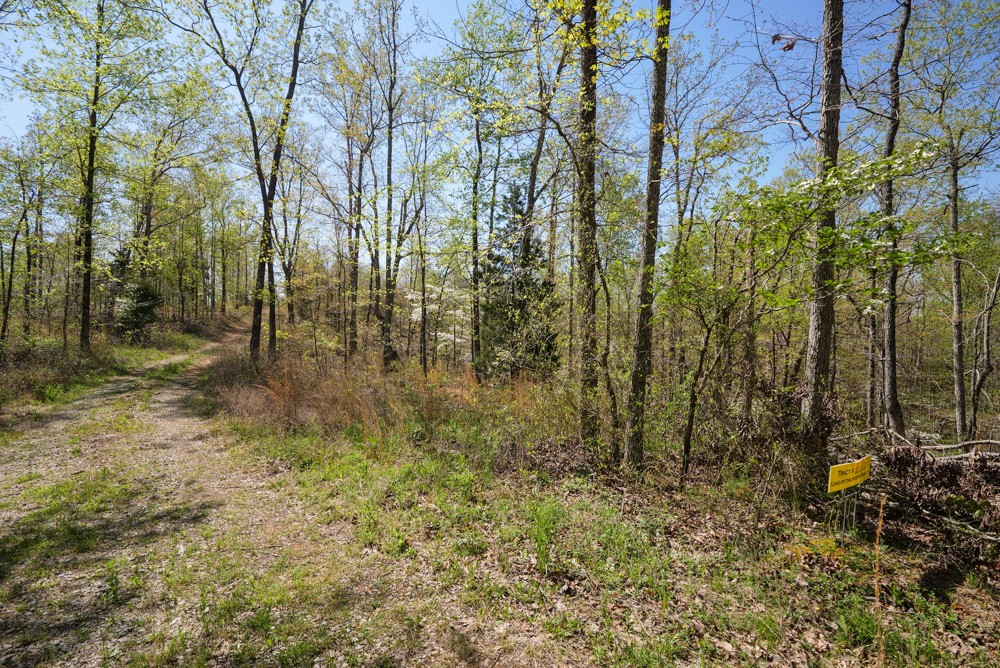 B South Hurricane Creek Road Linden, TN 37096 - Photo 4 of 30 Gallery Image 4