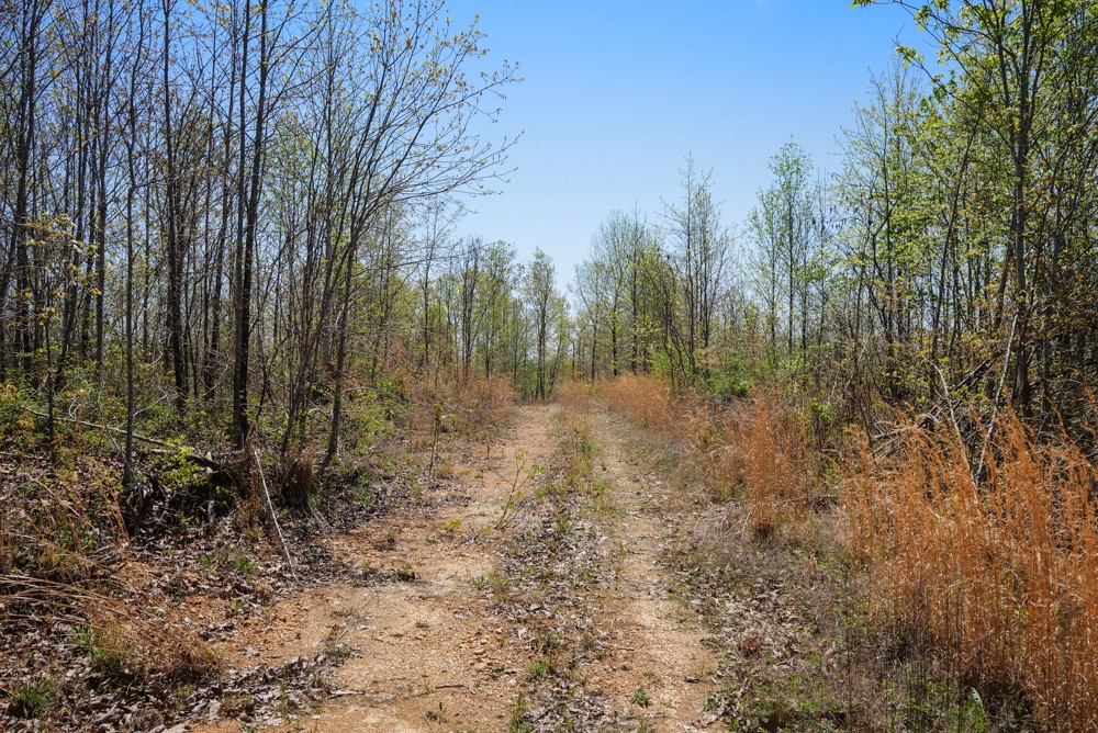 B South Hurricane Creek Road Linden, TN 37096 - Photo 7 of 30 Gallery Image 7