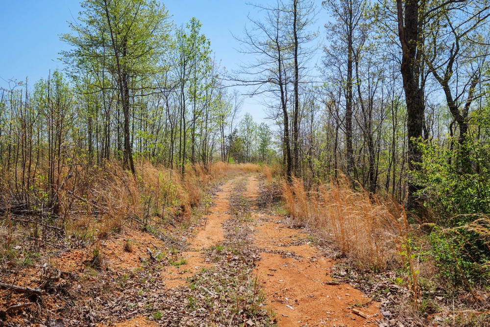 B South Hurricane Creek Road Linden, TN 37096 - Photo 8 of 30 Gallery Image 8