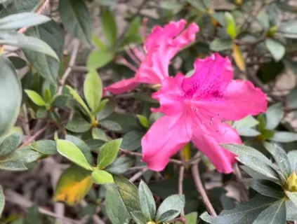 $2,060,000 | 208 Birch Street, Santa Rosa Beach, FL 32459