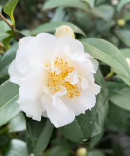 $2,060,000 | 208 Birch Street, Santa Rosa Beach, FL 32459