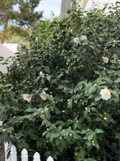 $2,060,000 | 208 Birch Street, Santa Rosa Beach, FL 32459