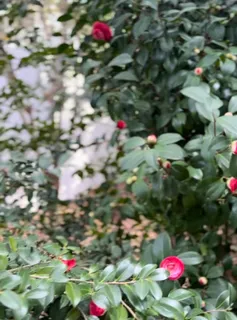 $2,060,000 | 208 Birch Street, Santa Rosa Beach, FL 32459