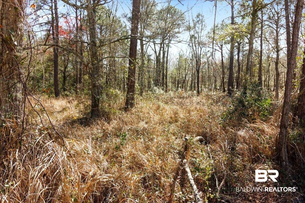 16045 Williams Street Coden, AL 36523 - Photo 5 of 15 View of local wilderness featuring a view of trees