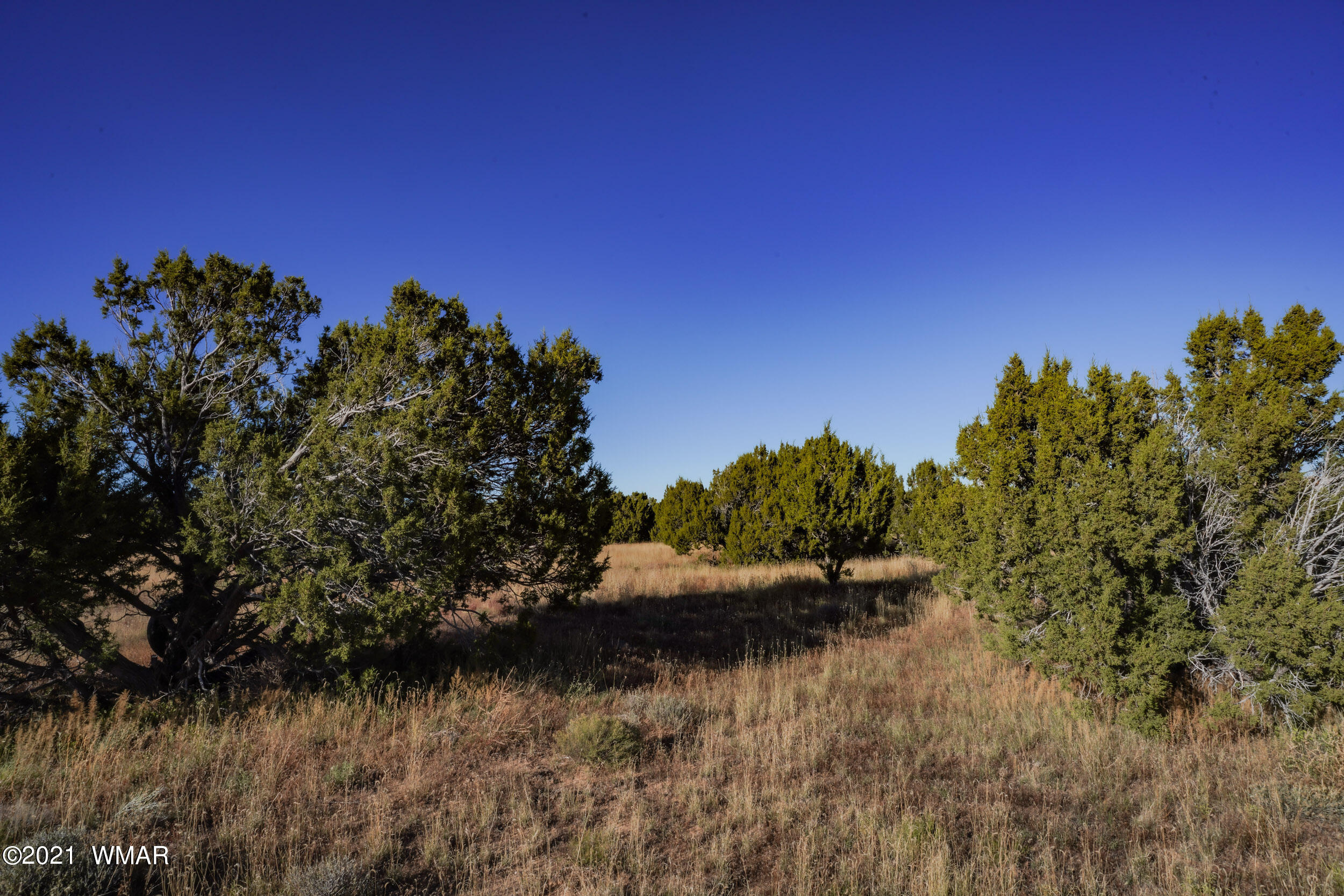 3 County Road Concho, AZ 85924 - Photo 4 of 66