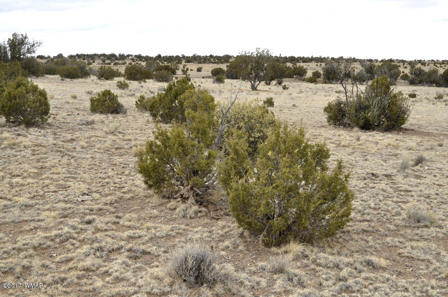 Lot 30-def Lot 30-def Lake View Ranch Concho, AZ 85924 - Photo 9 of 12