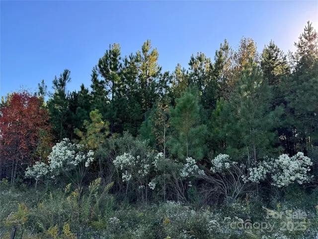 a view of a forest with a tree in the background
