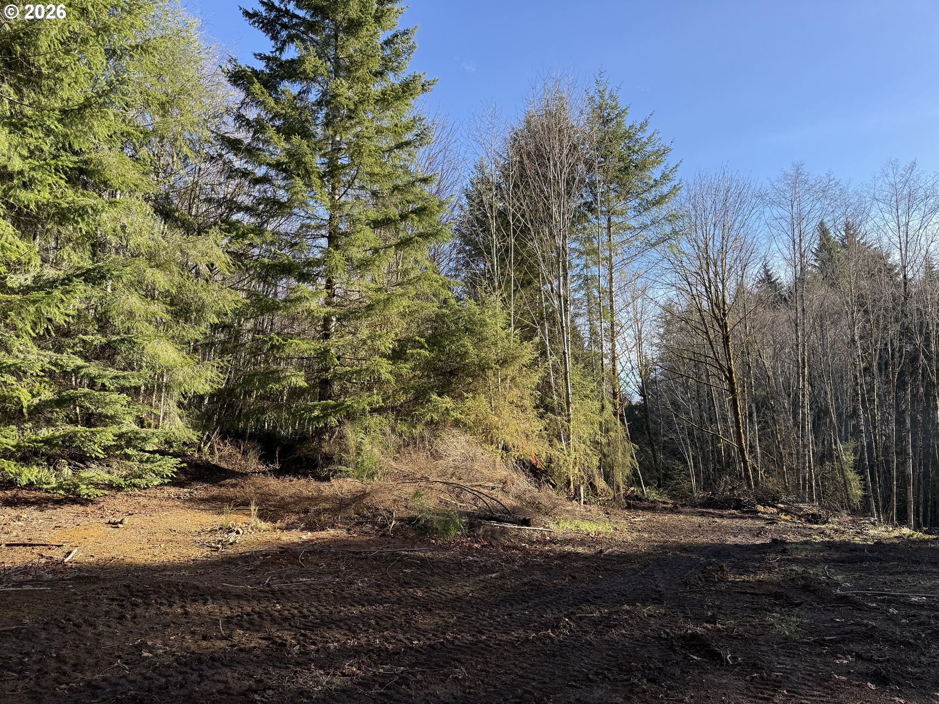 81739 Christmas Tree Road Seaside, OR 97138 - Photo 14 of 29 a view of a yard with a tree