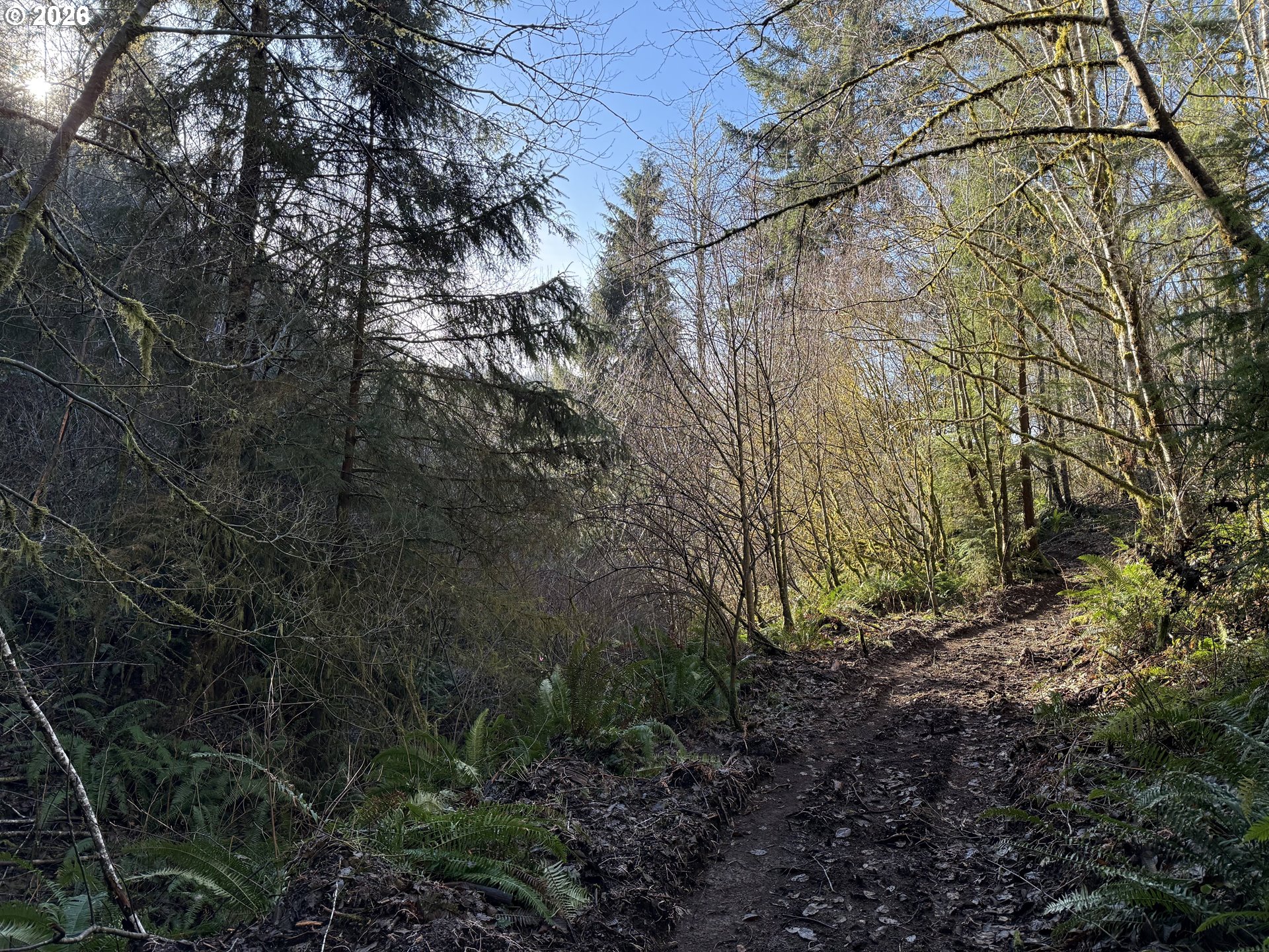 81739 Christmas Tree Road Seaside, OR 97138 - Photo 17 of 29 a view of a yard with plants and trees
