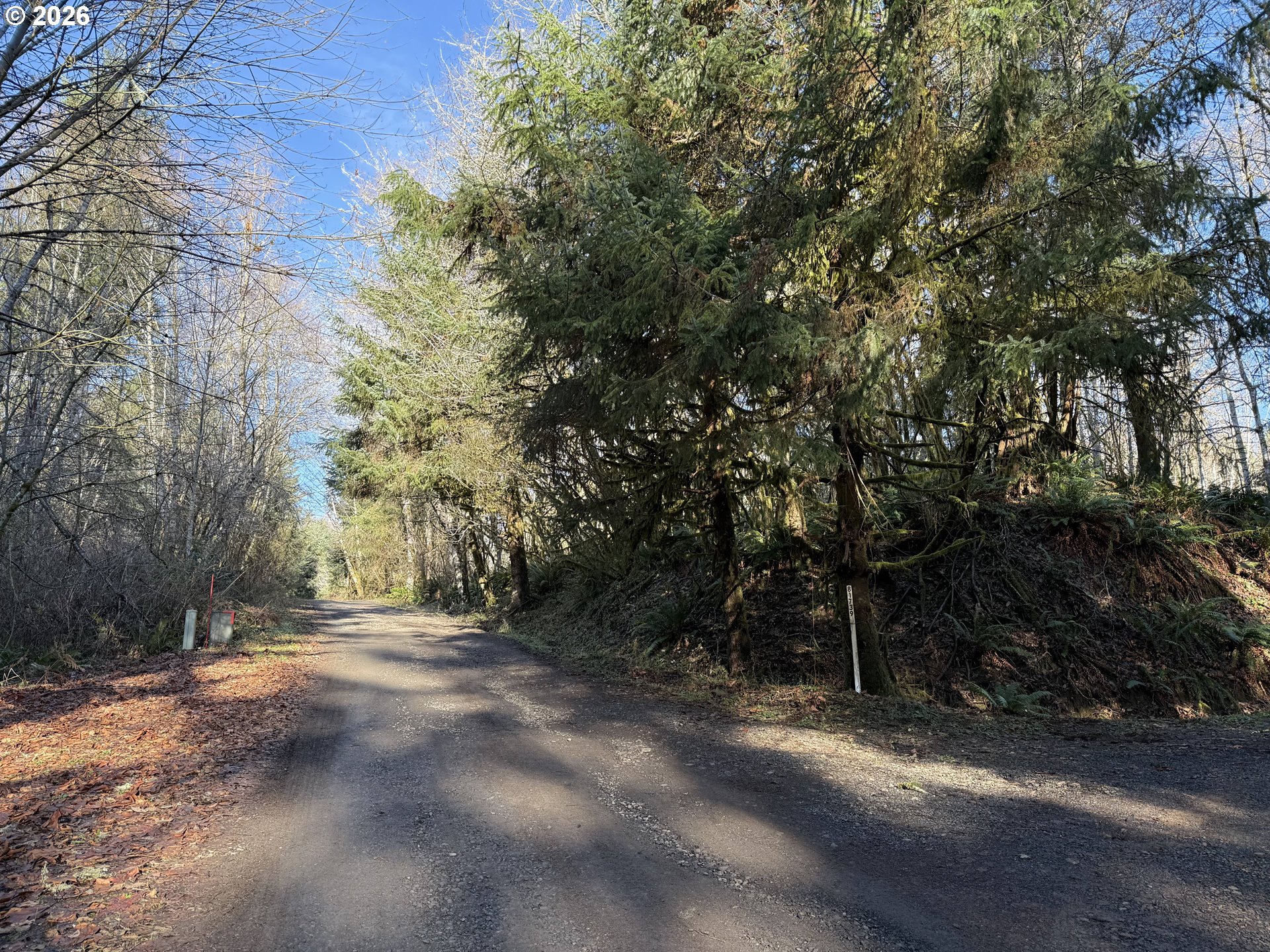 81739 Christmas Tree Road Seaside, OR 97138 - Photo 2 of 29 a view of backyard and tree