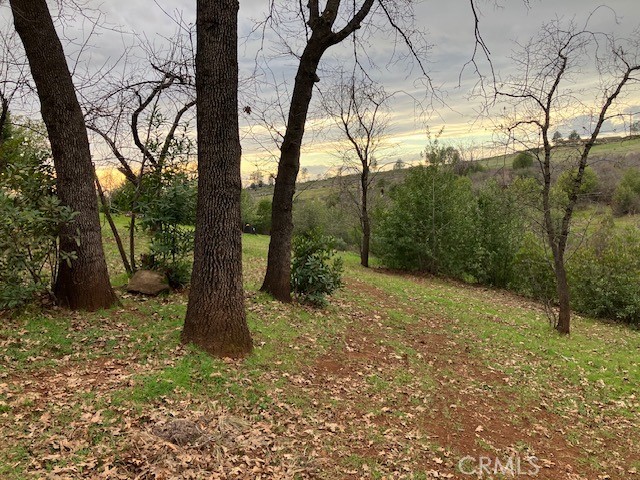 217 Craft Paradise, CA 95969 - Photo 56 of 62 a view of a trees with a backyard