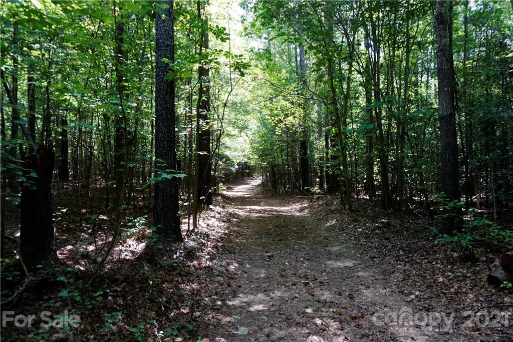 161 Dobys Bridge Road Fort Mill, SC 29715 - Photo 11 of 33 a view of a forest with trees in the background