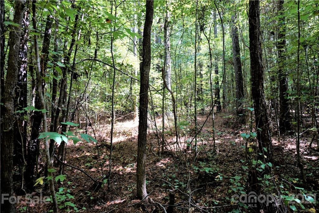 161 Dobys Bridge Road Fort Mill, SC 29715 - Photo 12 of 33 a view of forest