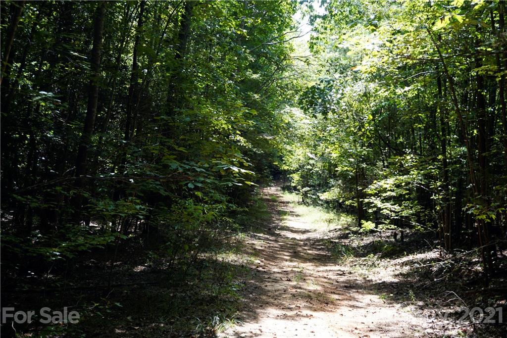 161 Dobys Bridge Road Fort Mill, SC 29715 - Photo 21 of 33 a view of a tree in a forest