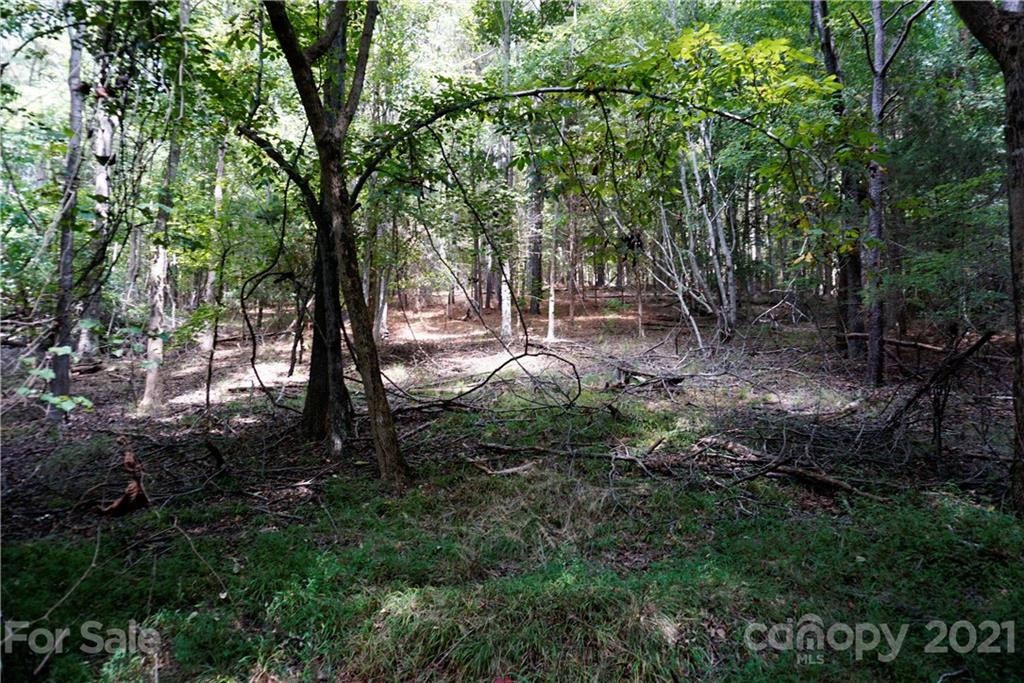 161 Dobys Bridge Road Fort Mill, SC 29715 - Photo 25 of 33 a view of a forest with large trees
