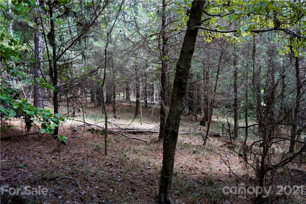 161 Dobys Bridge Road Fort Mill, SC 29715 - Photo 28 of 33 a view of a forest filled with trees