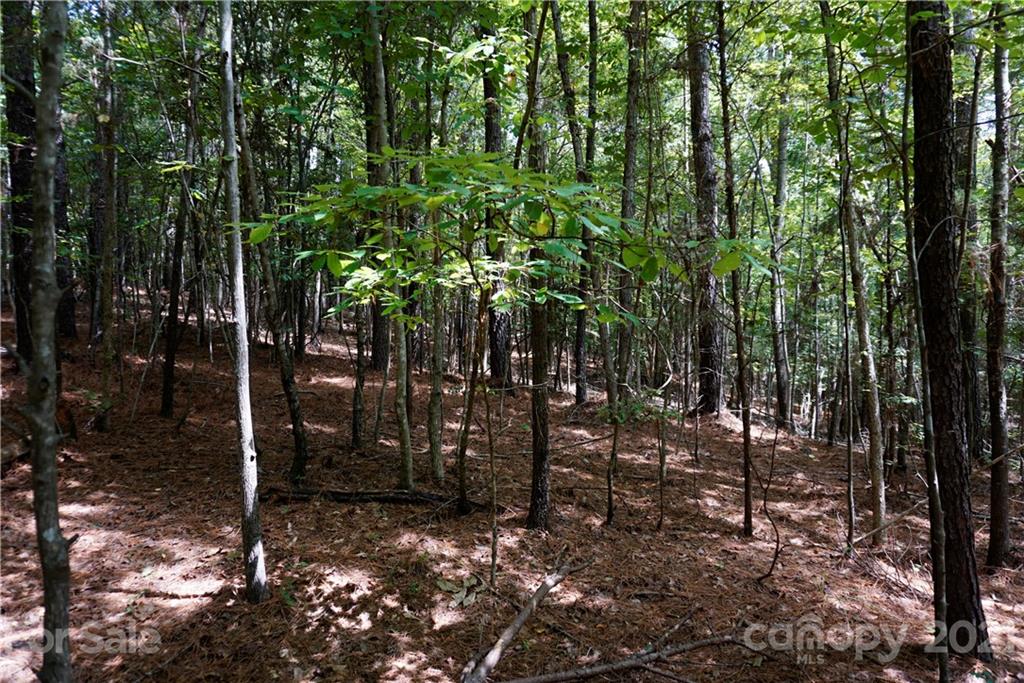 161 Dobys Bridge Road Fort Mill, SC 29715 - Photo 30 of 33 a view of outdoor space with lots of trees