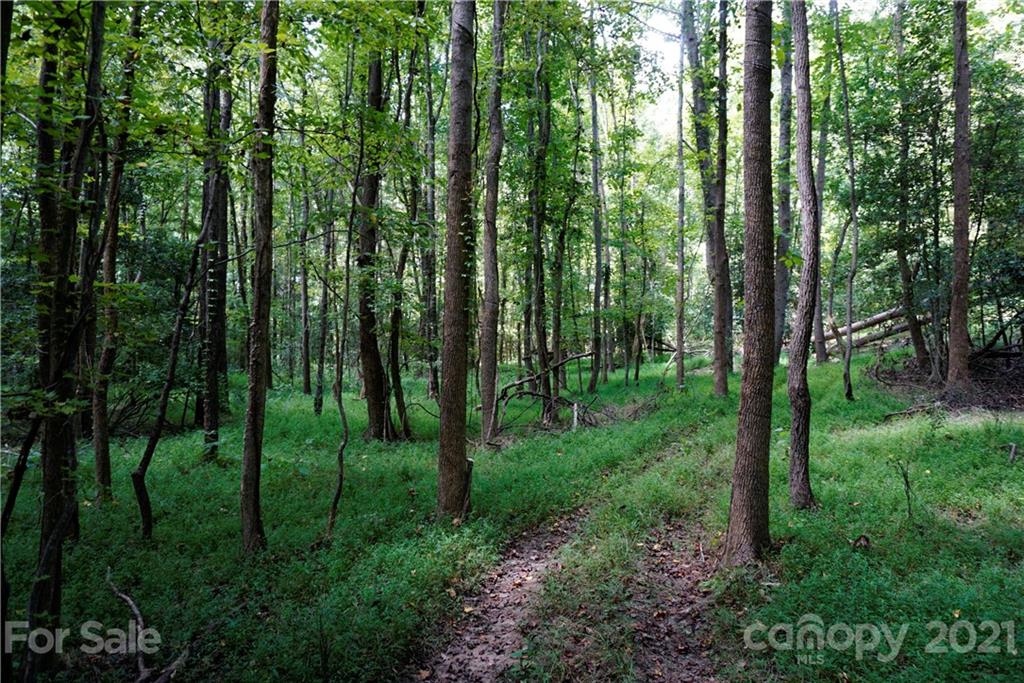 161 Dobys Bridge Road Fort Mill, SC 29715 - Photo 4 of 33 a view of a forest that has large trees