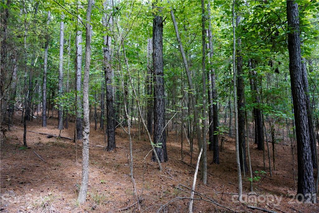 161 Dobys Bridge Road Fort Mill, SC 29715 - Photo 5 of 33 a view of forest