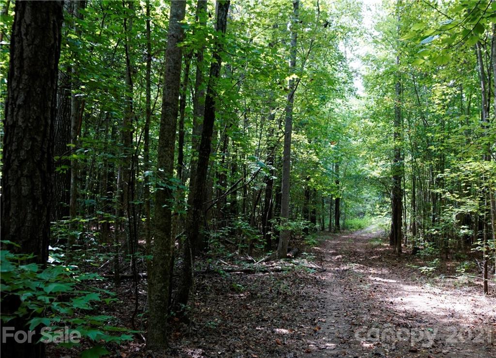 161 Dobys Bridge Road Fort Mill, SC 29715 - Photo 8 of 33 a view of a forest with trees