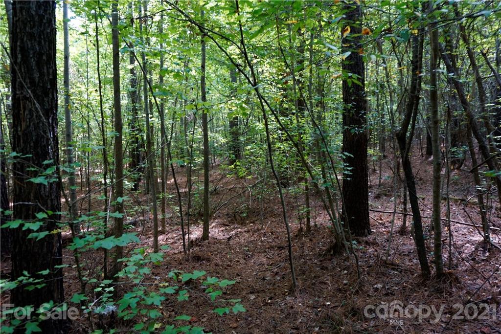 161 Dobys Bridge Road Fort Mill, SC 29715 - Photo 10 of 33 a view of forest