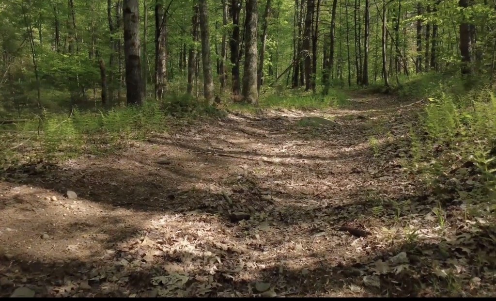 32 Hollow Road Wales, MA 01081 - Photo 15 of 35 a view of outdoor space with trees