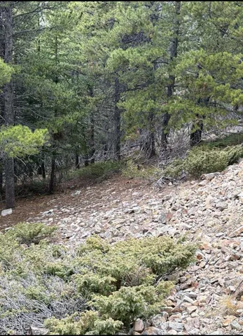 a view of a yard with plants and large trees