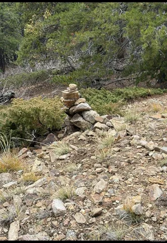a view of a yard with a tree