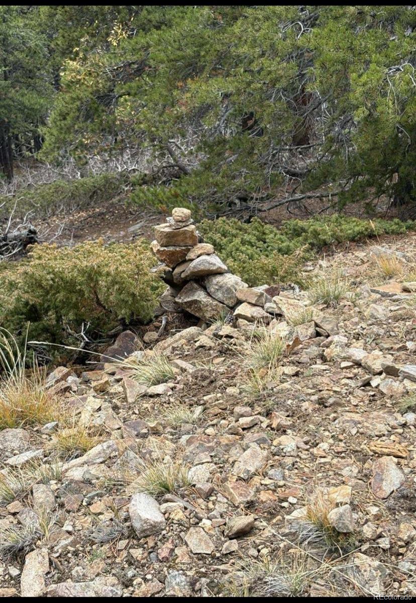491 Hilltop Road Idaho Springs, CO 80452 - Photo 12 of 19 a view of a yard with a tree